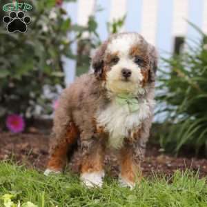 Jaden, Mini Bernedoodle Puppy